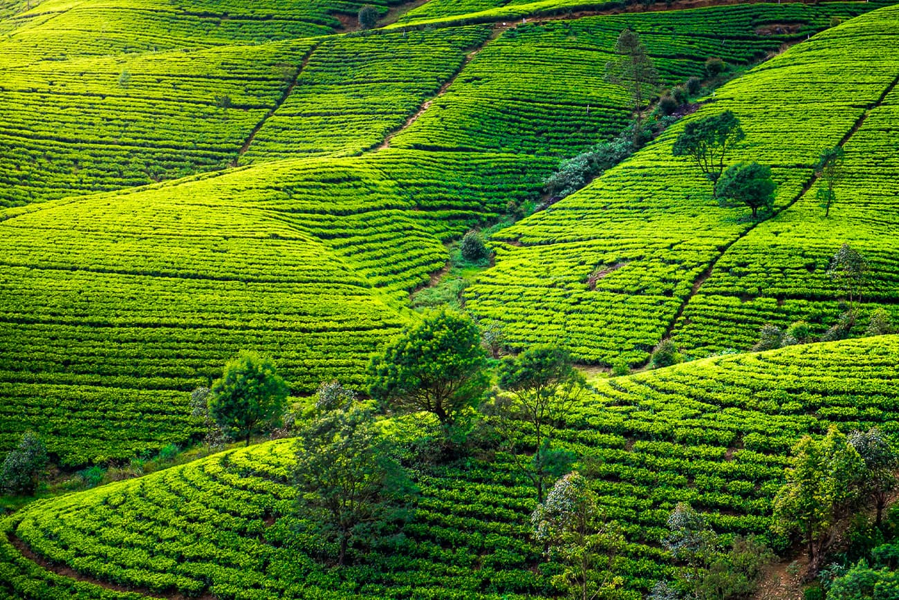 PLANTATIONS